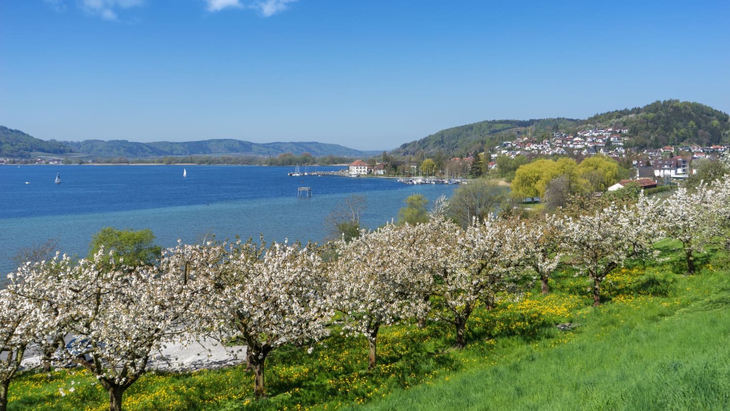 Frühling am Bodensee