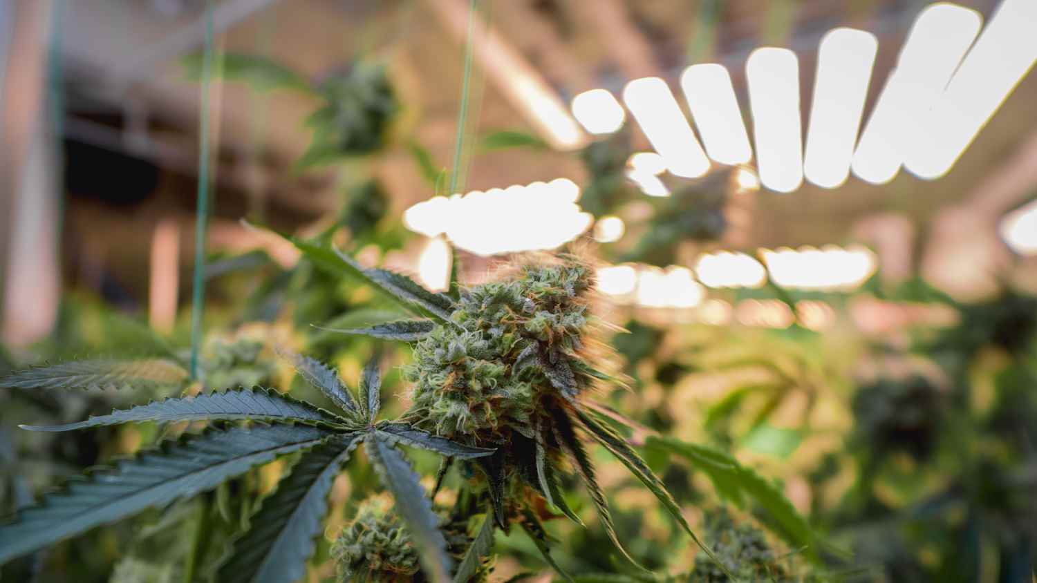 Premium-Cannabispflanzen in einem Gewächshaus bereit zur Ernte.