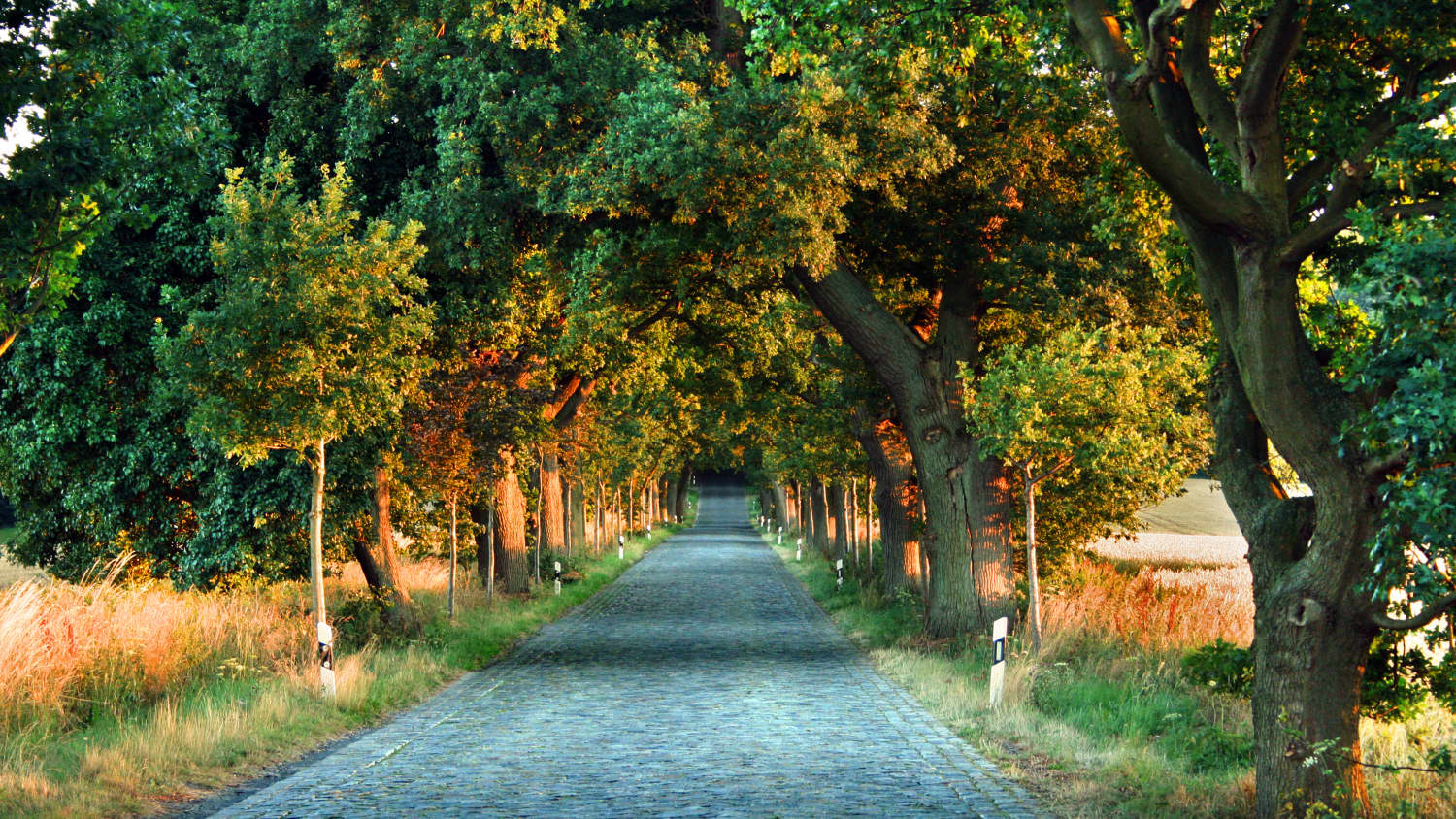 Deutsche Alleenstraße auf Rügen