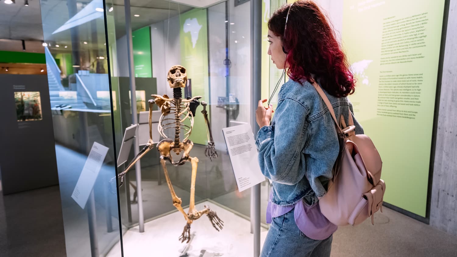 Eine Besucherin betrachtet im Neandertalmuseum in Düsseldorf ein Skelett