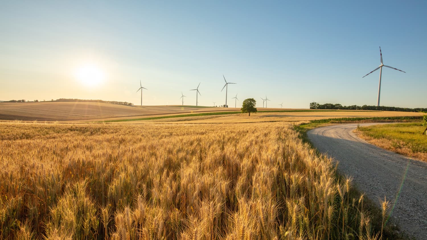 Weizenfeld und Windräder an einer Straße