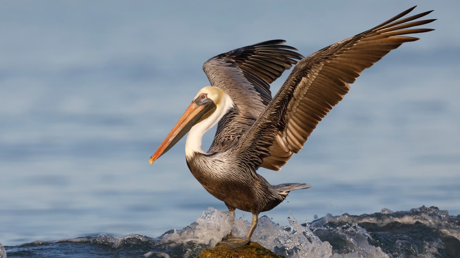 Brauner Pelikan im Pelican Island National Wildlife Refuge