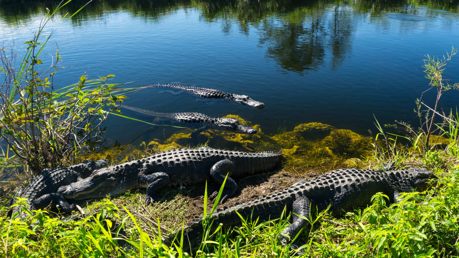 Alligatoren in den Everglades