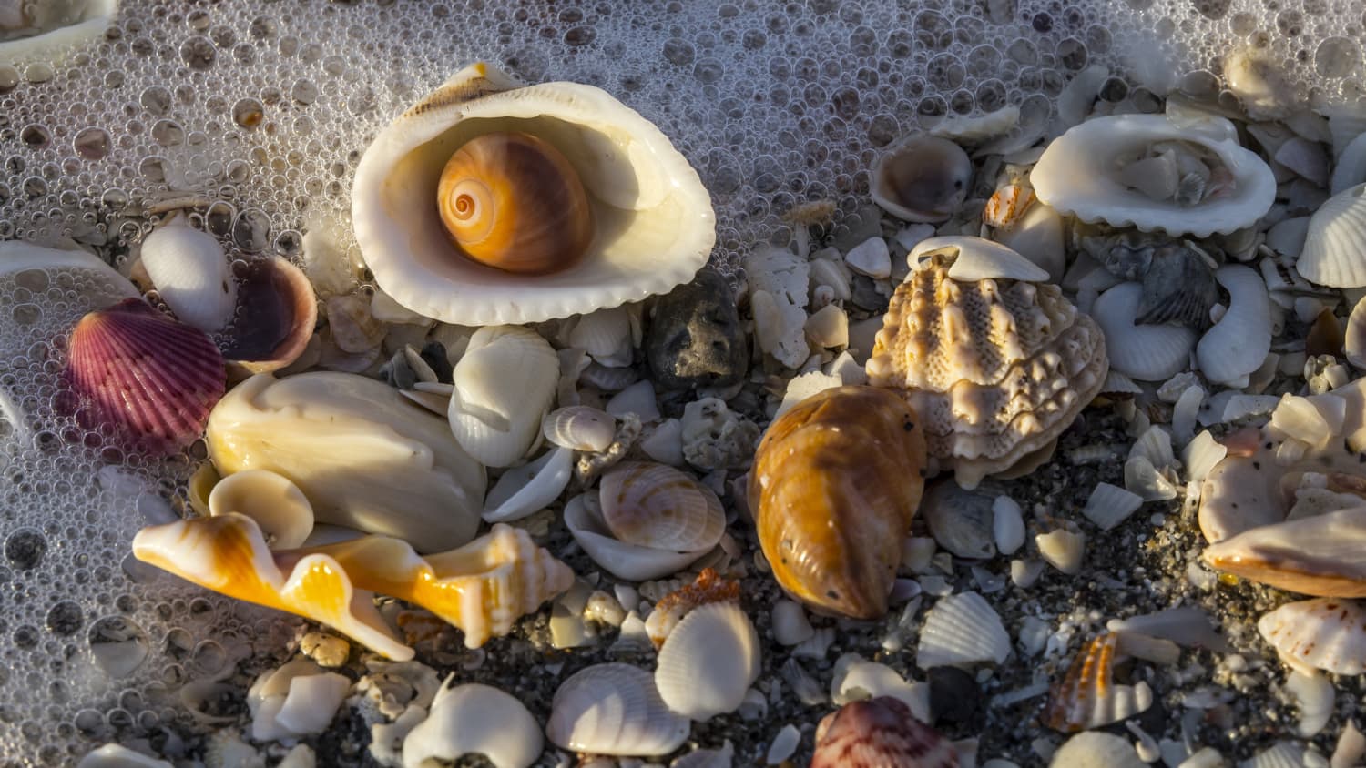 Muscheln auf Sanibel Island