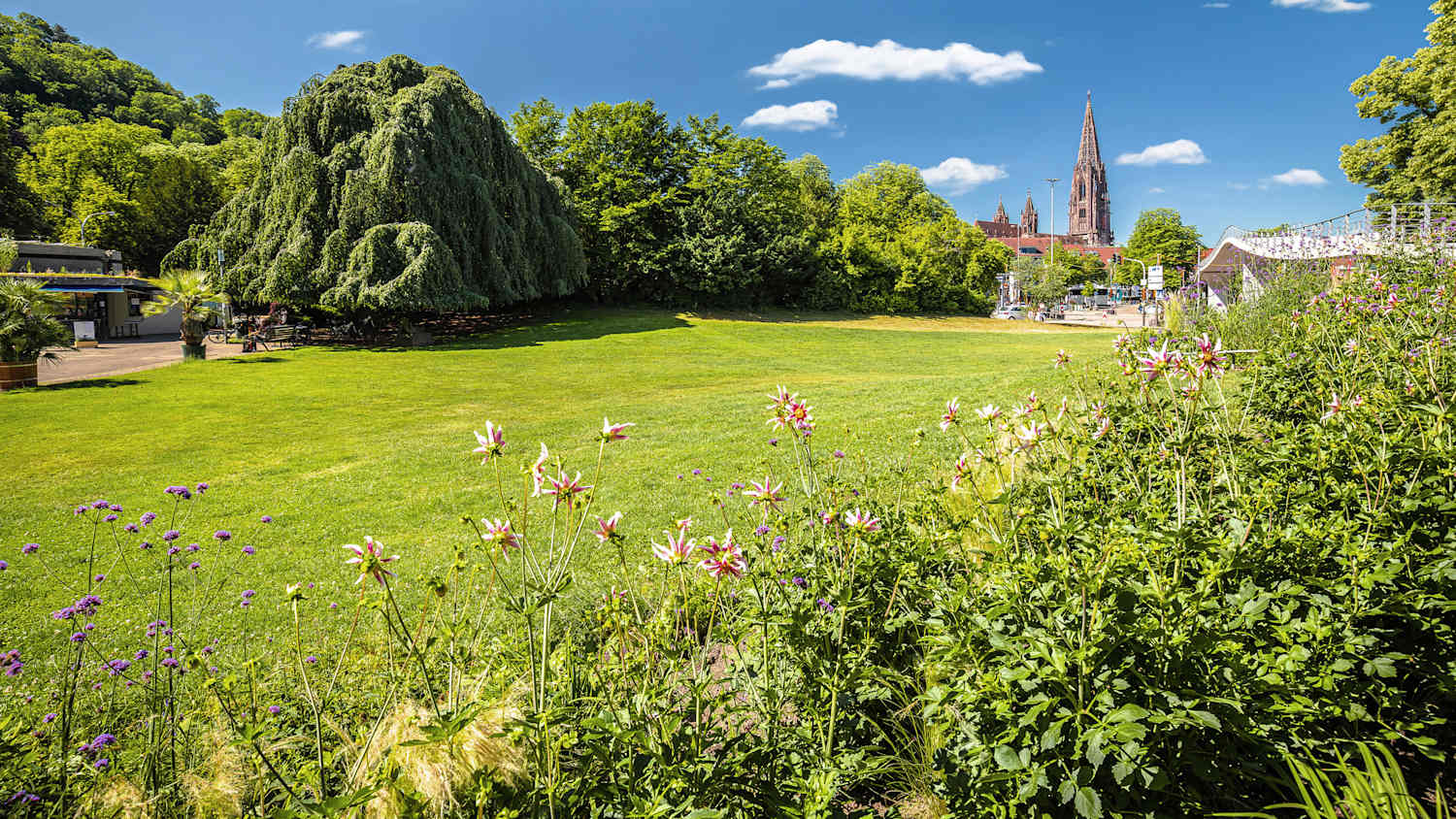 Grüne Natur im Stadtgarten in Freiburg