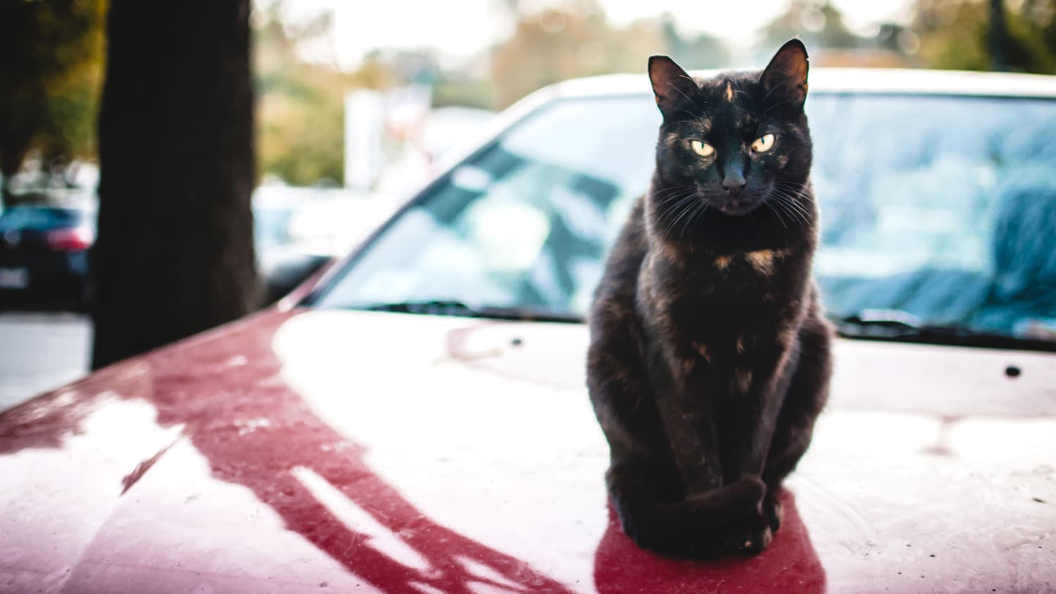 Schwarze Katze sitzt auf rotem Auto