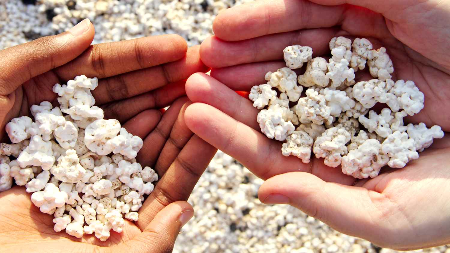 Hände die die kleinen popcornartigen Strandsteine an der Popcorn Bay auf Fuerteventura halten