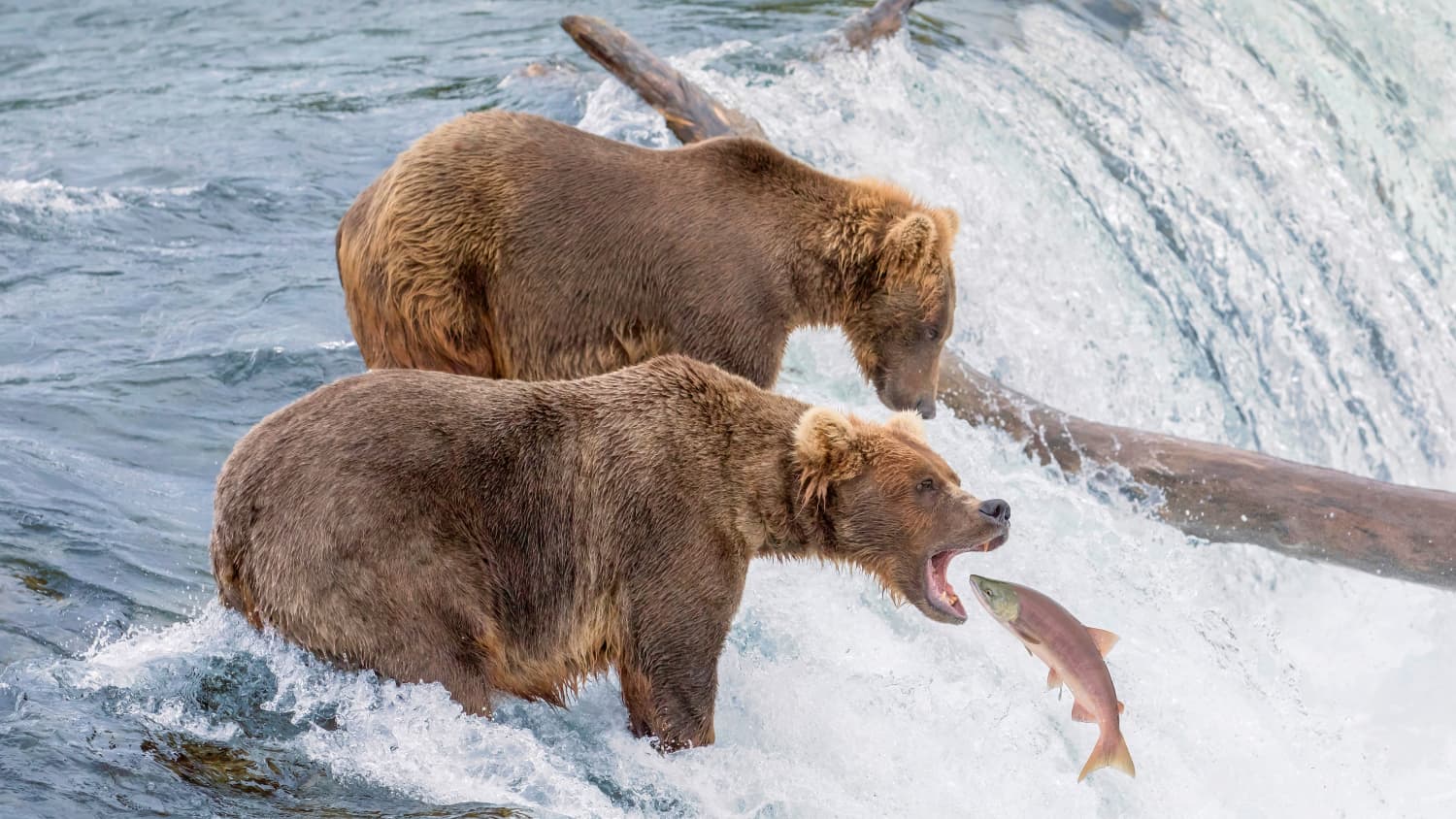 Bären fangen Lachs in einem rauschenden Fluss