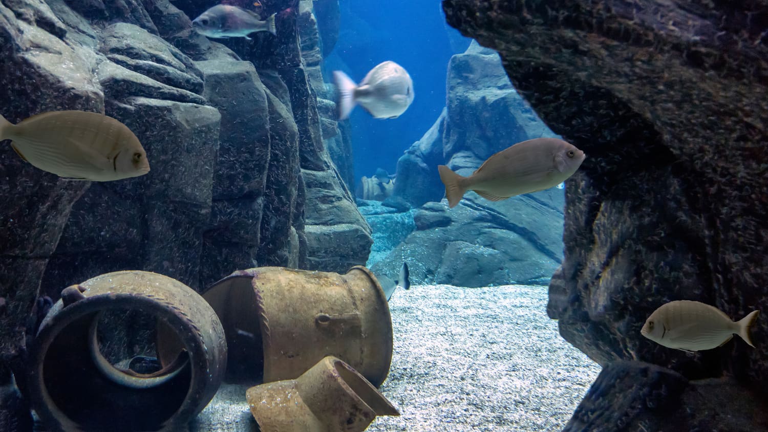 Fische schwimmen im CretAquarium in Heraklion auf Kreta
