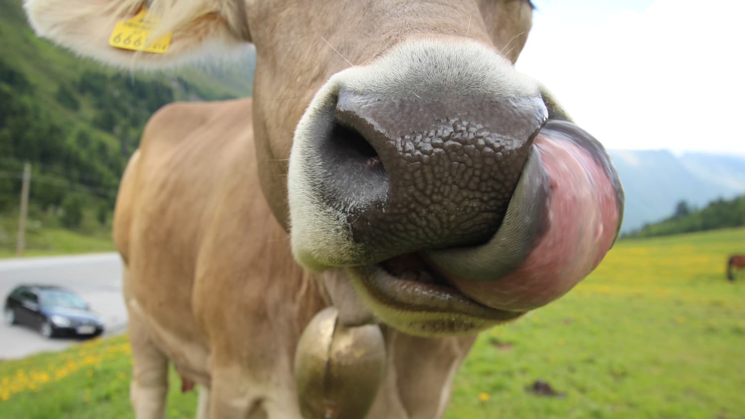 Kuh streckt die Zunge raus und leckt sich an der Nase