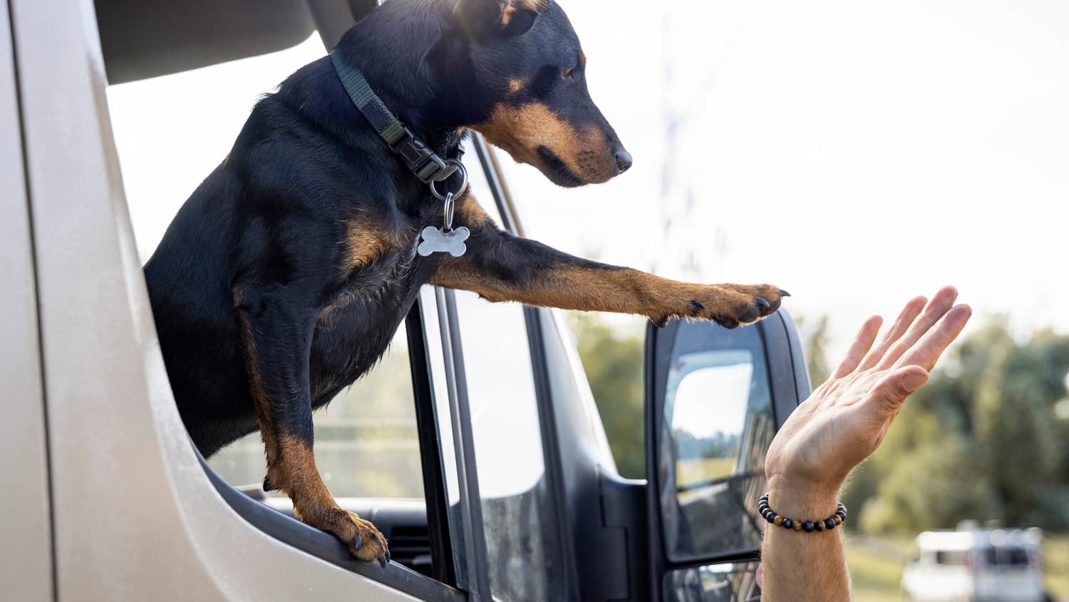 Hund in einem Lieferwagen, der ein High Five gibt