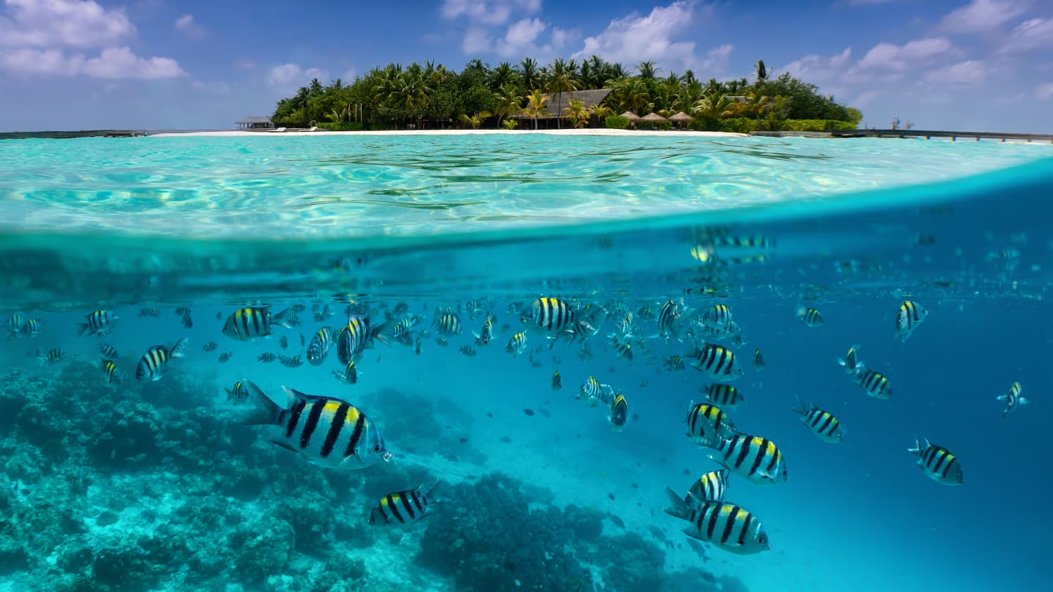 Der Blick auf eine tropische Insel mit bunten Fischen im türkisfarbenen Meer