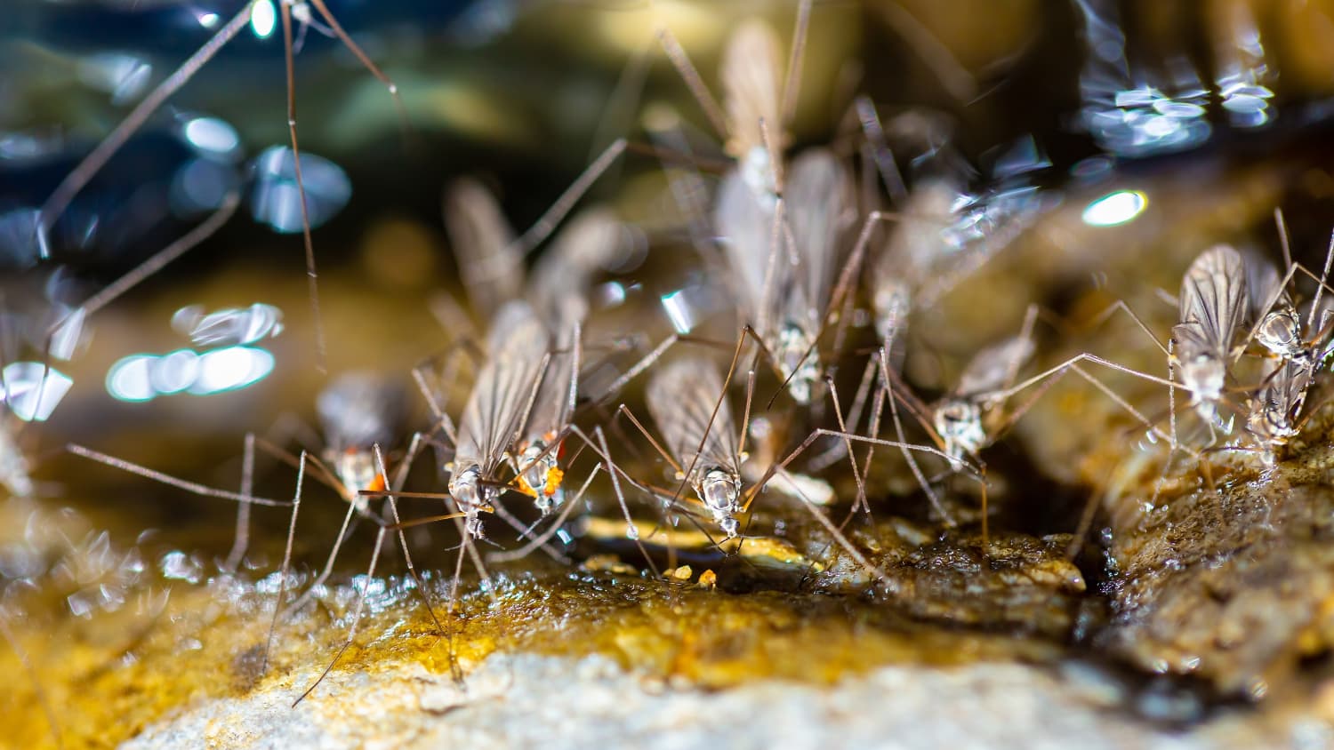 Ein Mückenschwarm tummelt sich auf einer Wasserstelle