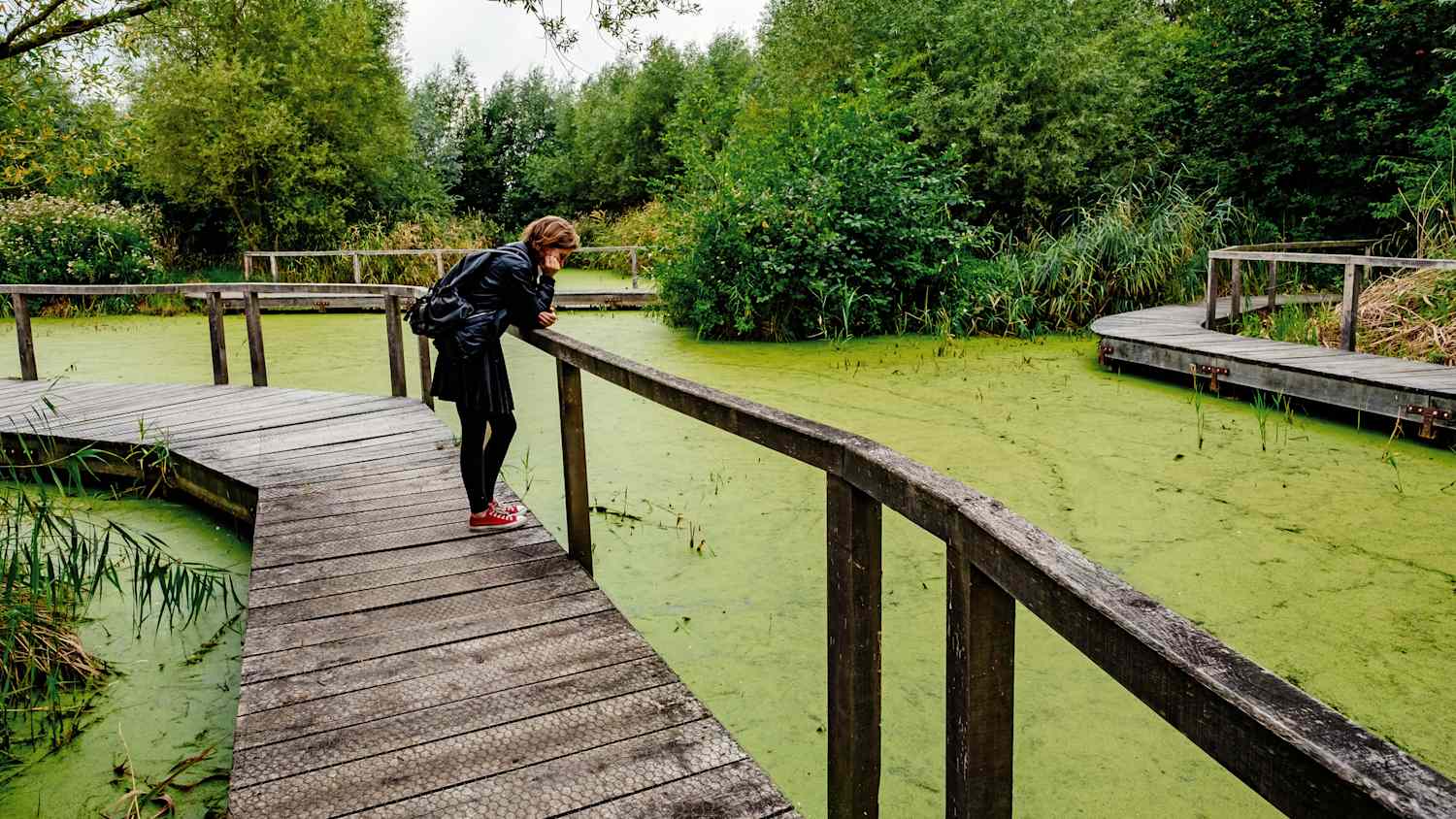 Eine Frau läuft über eine Holzbrücke im Rieselfelder Münster