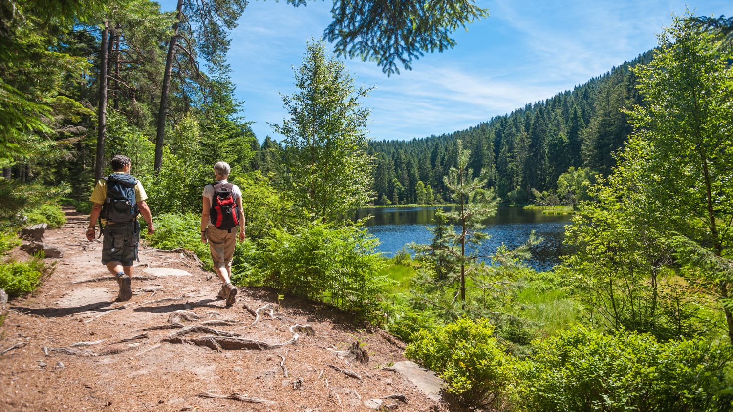 Zwei Wanderer gehen durch den Wald