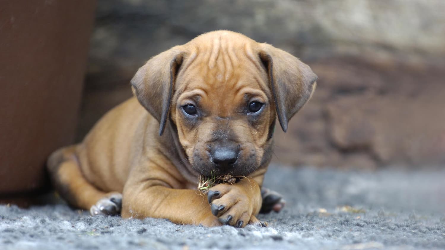 Ein Rhodesian Ridgeback Welpe