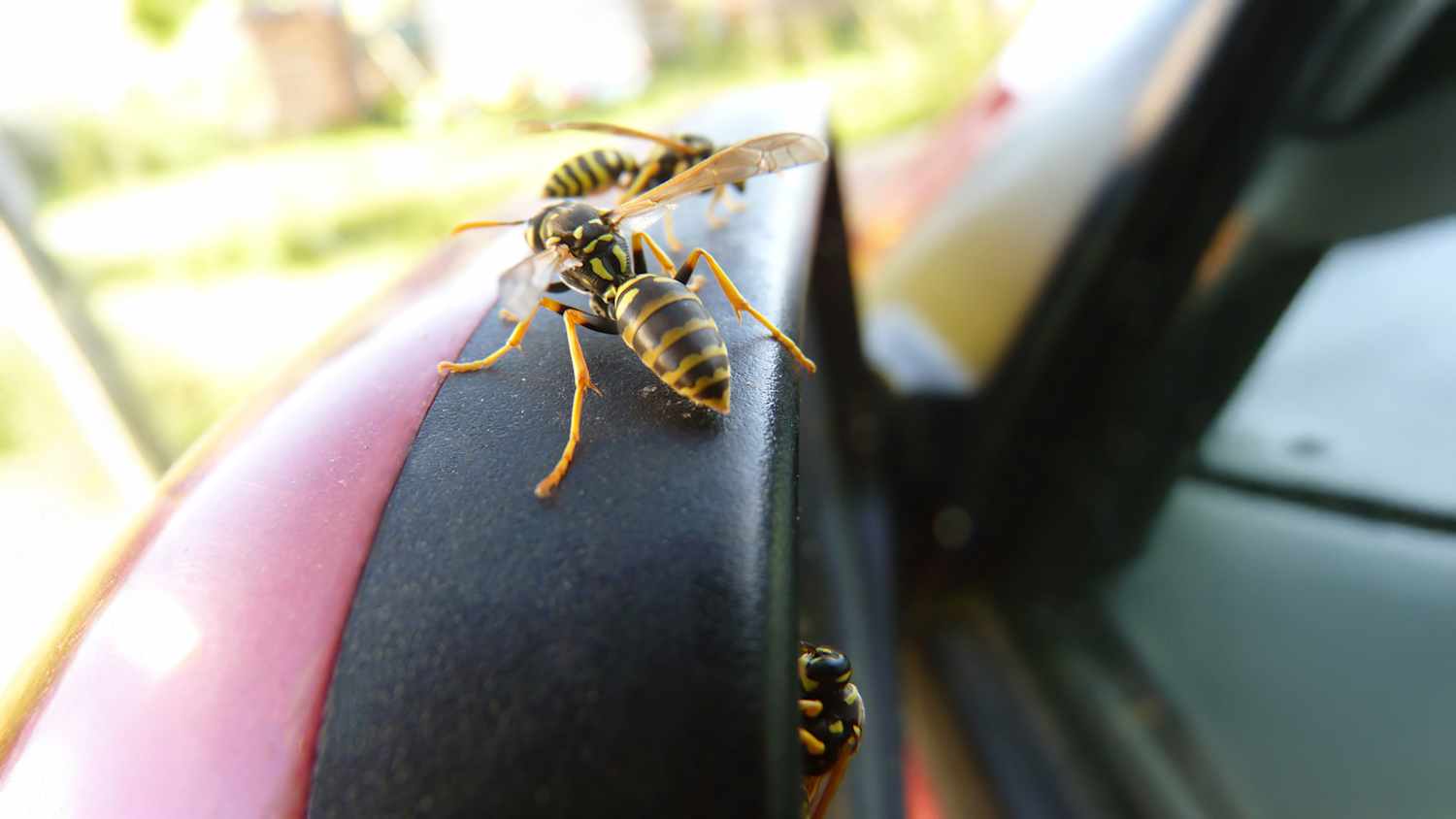 Makro-Nahaufnahme, Detailaufnahme von drei Wespen auf dem Seitenspiegel eines Autos.