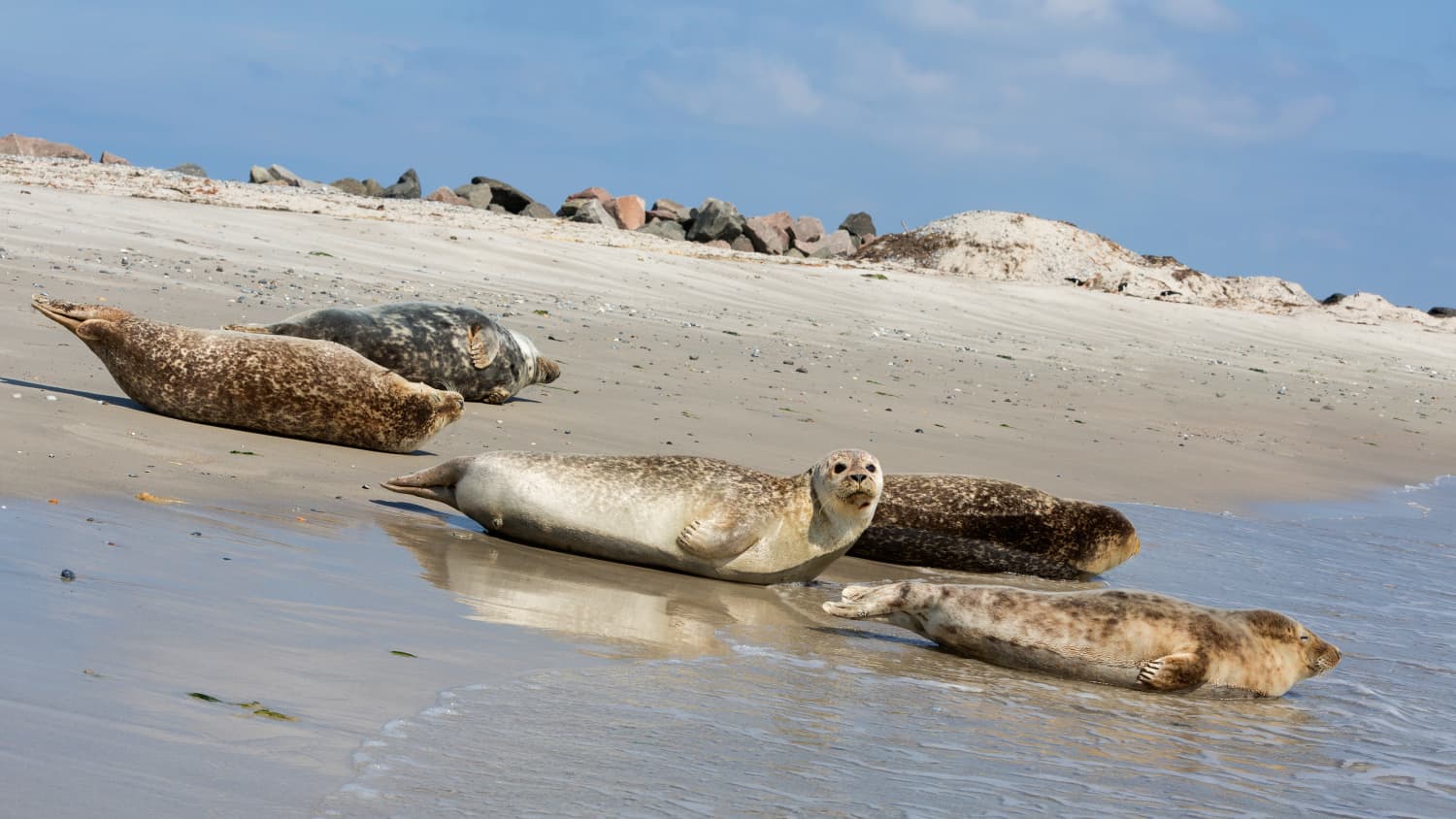 Robben auf der Insel Düne auf Helgoland