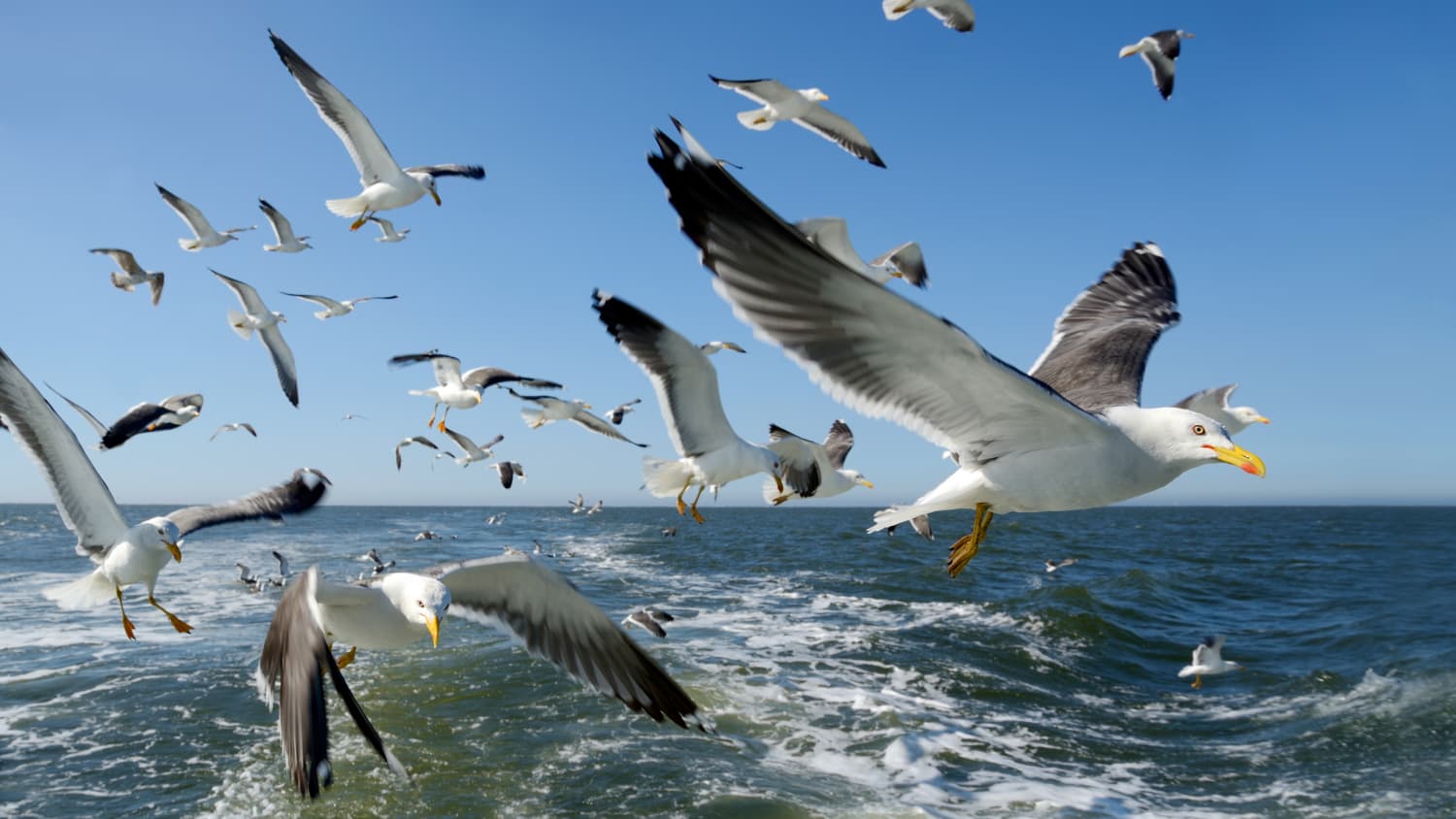 Möwenkolonie auf Langeoog