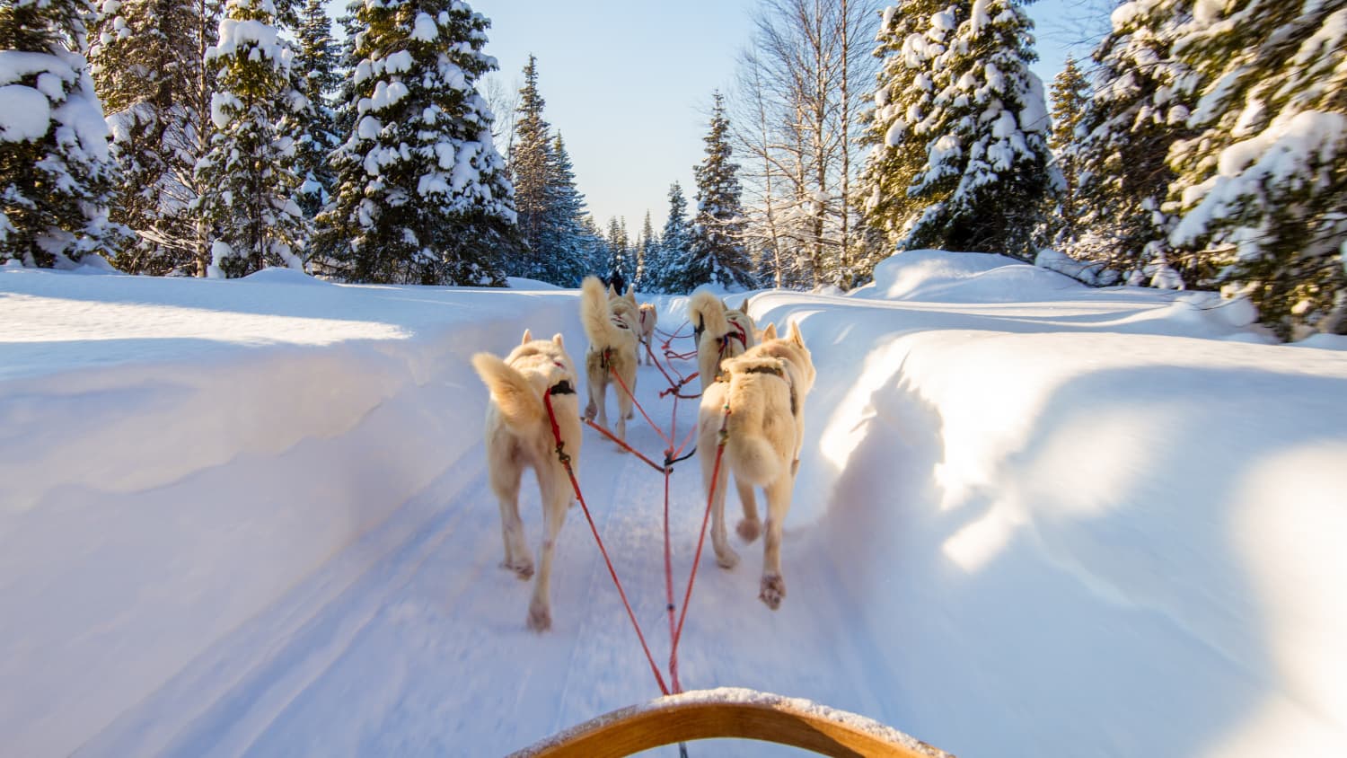 mit dem Hundeschlitten durch den Schnee