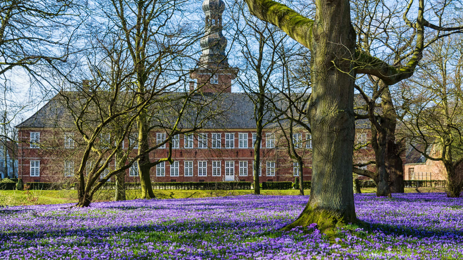 Das Schloss Husum im Frühling zur Krokusblüte