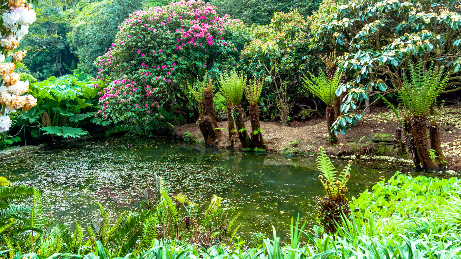 Trebah Gardn in Cornwall mit See