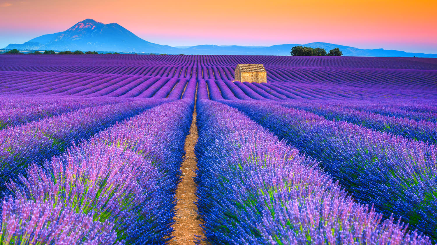 Lavendelfeler bei Sonnenuntergang in der Provence mit Berg im Hintergrund