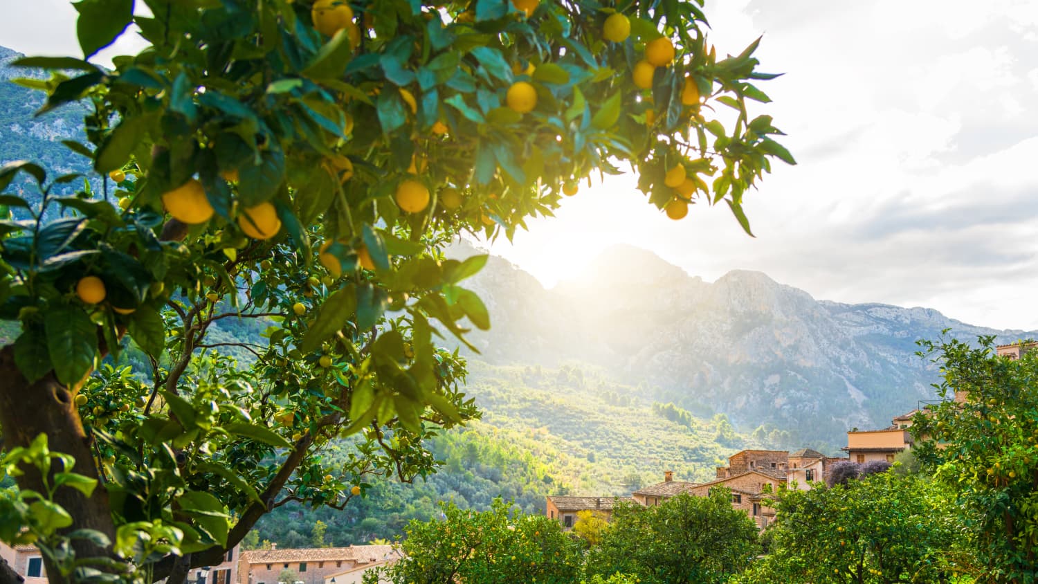 Orangen an einem Baum in der Nähe von Soller auf Mallorca
