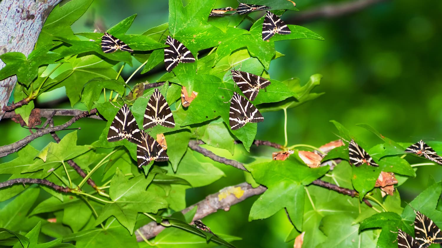 Tausende Schmetterlinge der Art Russischer Bär im Petaloudes Tal auf Rhodos