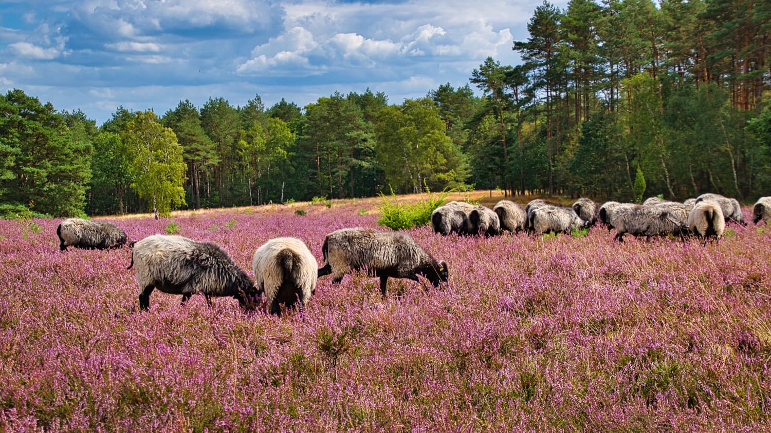 Heidschnucken grasen auf der Lüneburger Heide