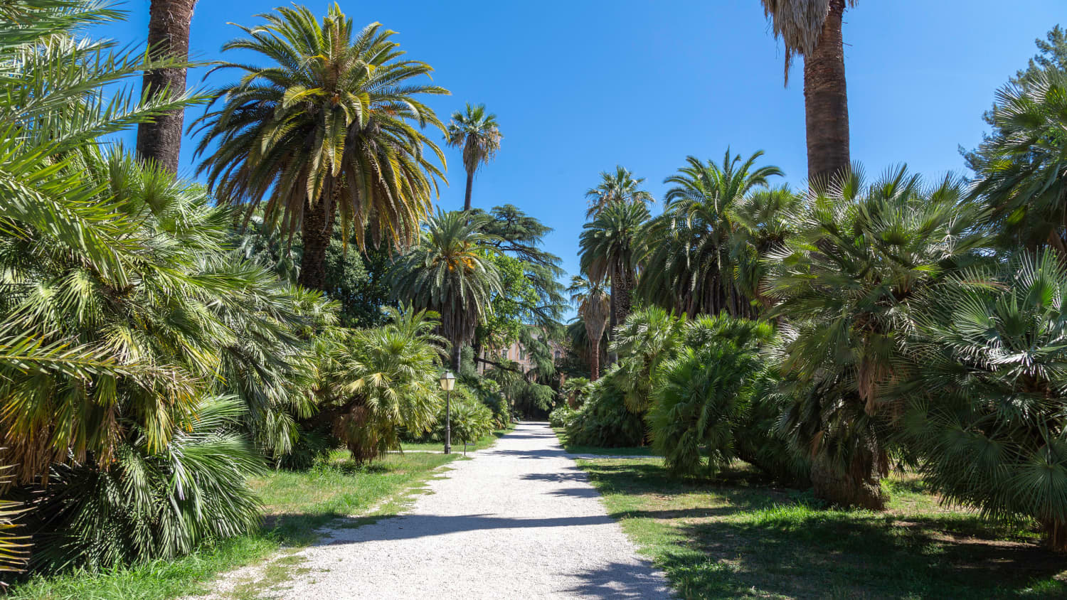 Weg und Palmen im botanischen Garten in Rom