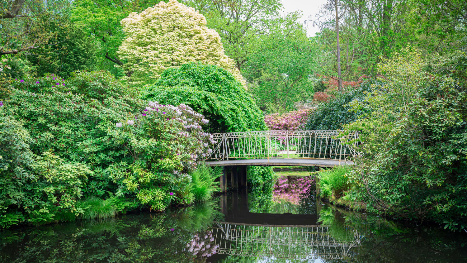 Blick auf eine zugewachsene Brücke im botanischen Garten in Rotterdam
