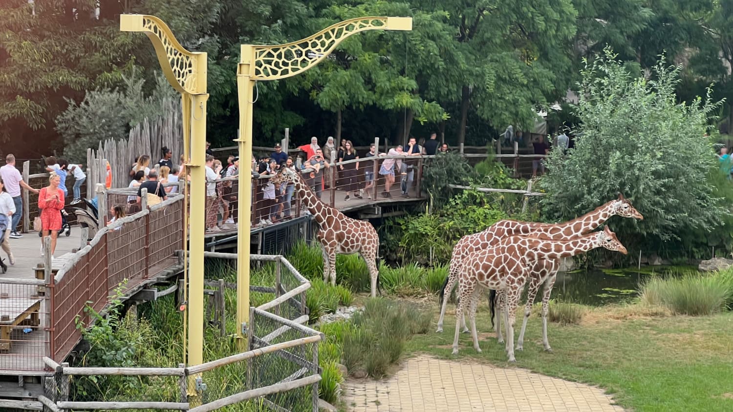 Giraffen im Zoo von Rotterdam