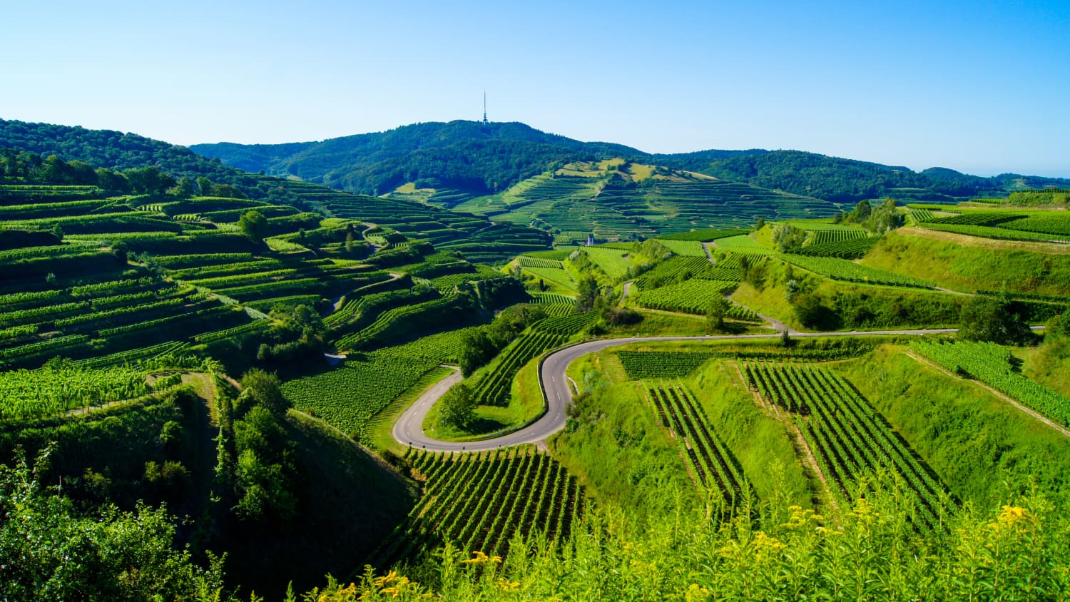 Weinlandschaft am Kaiserstuhl im Schwarzwald