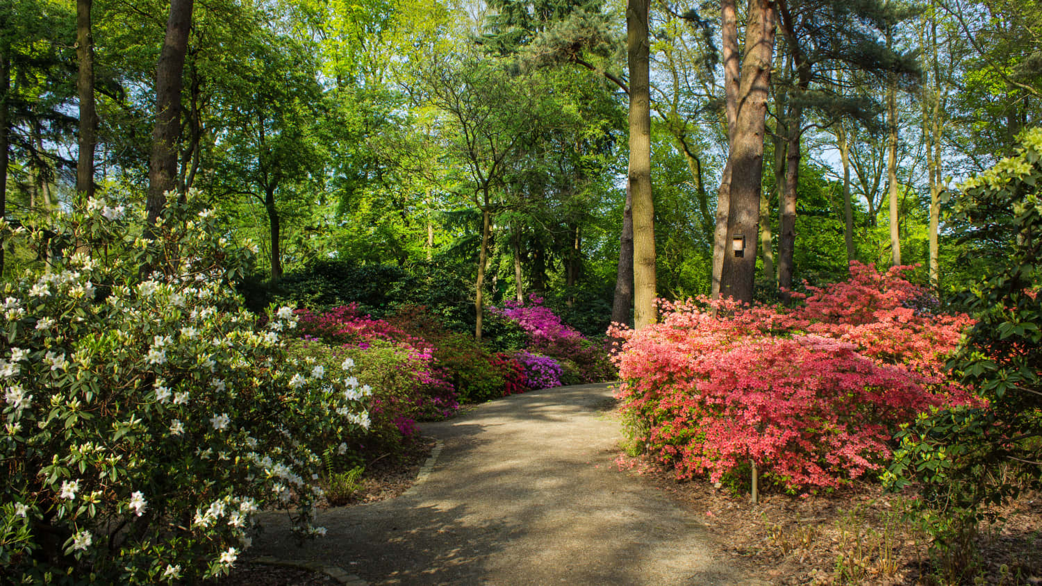 Der Rhododendron Park in Bremen