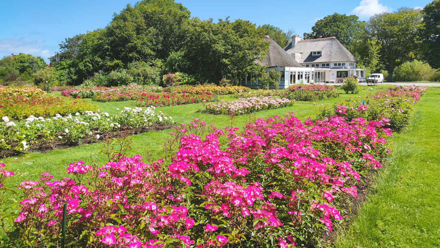 Rosen blühen im Westbroekpark in Den Haag