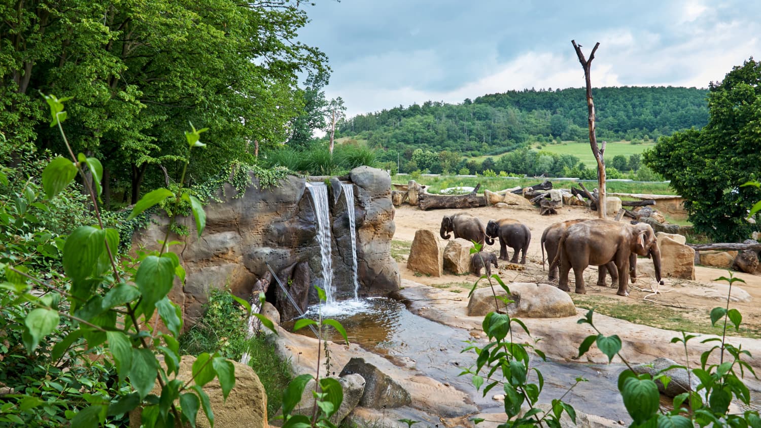 Elefantengehege im Prager Zoo