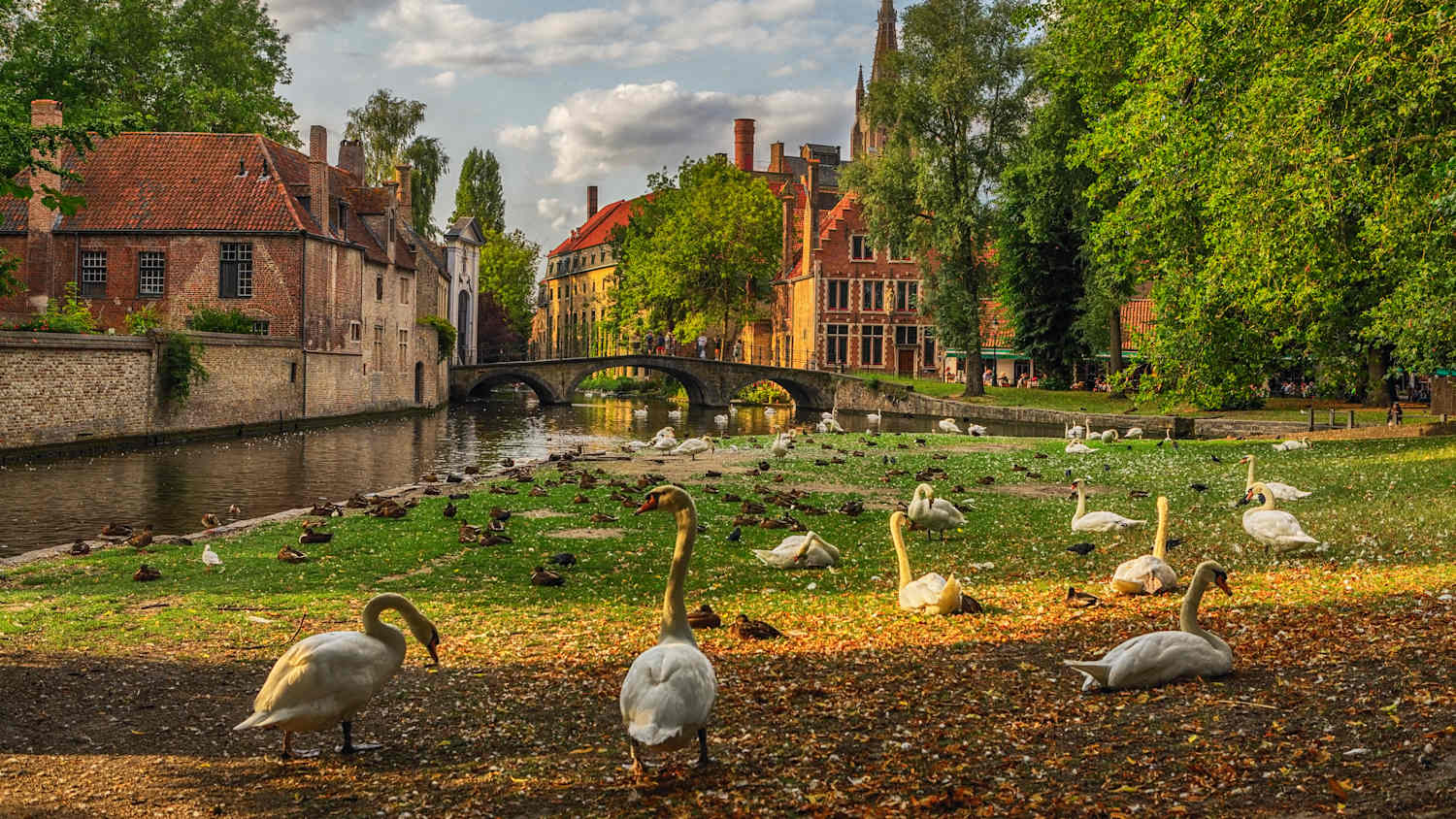 Enten tummeln sich im Beginenhof in Brügge