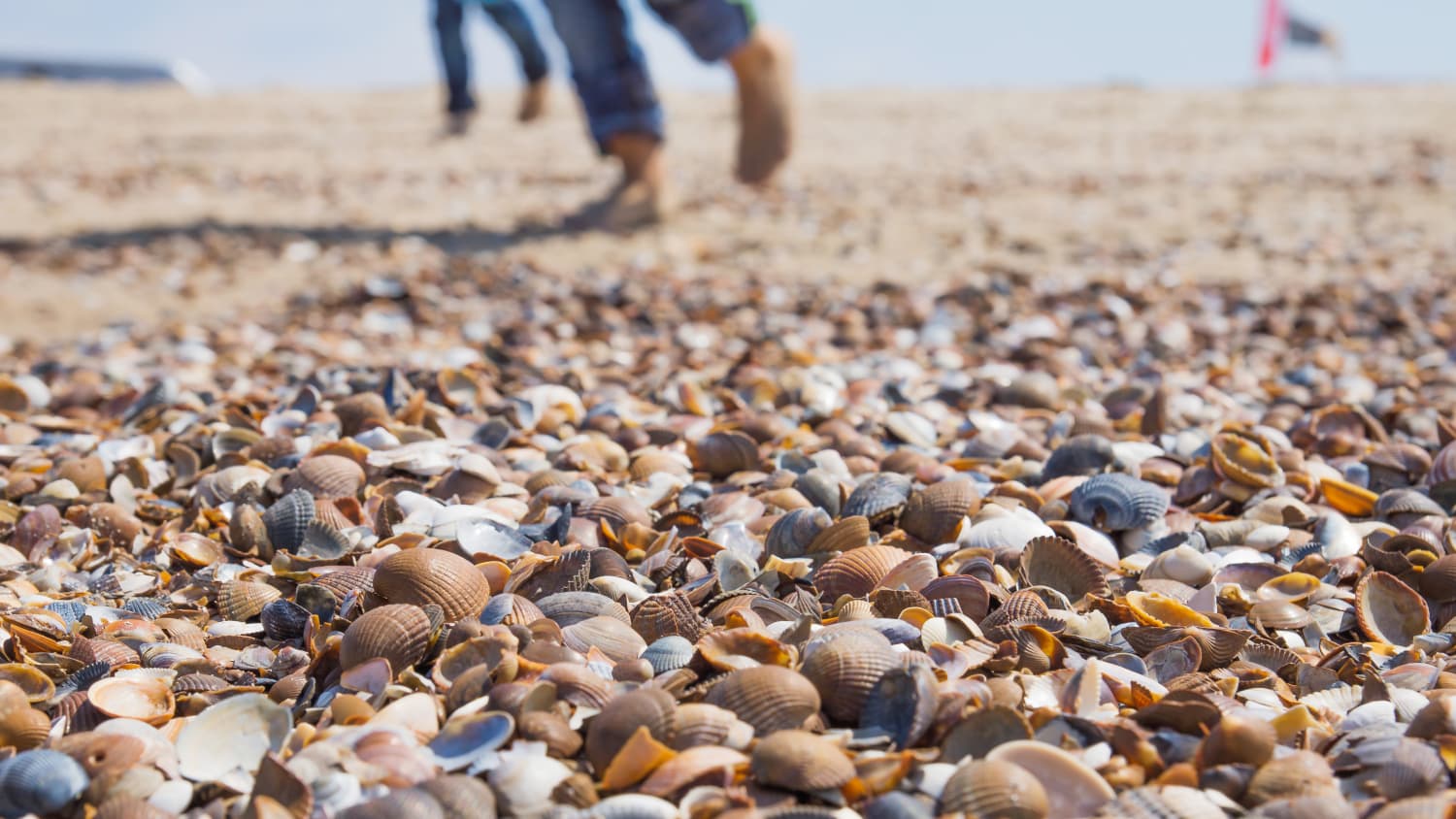 Muscheln am Strand