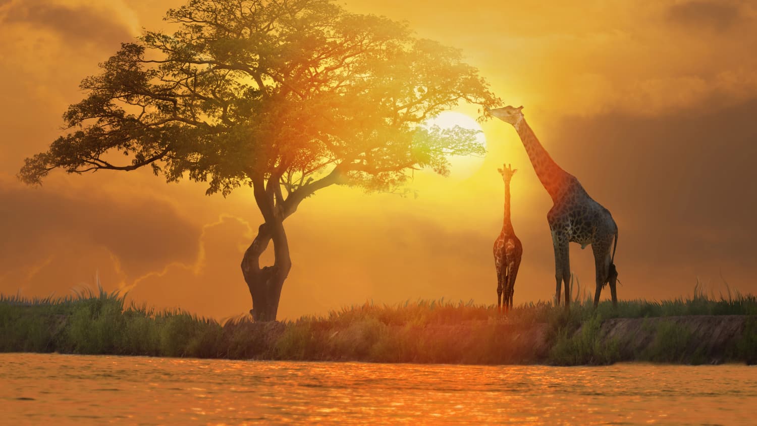 Giraffen in der Silhouette in Afrika fotografiert