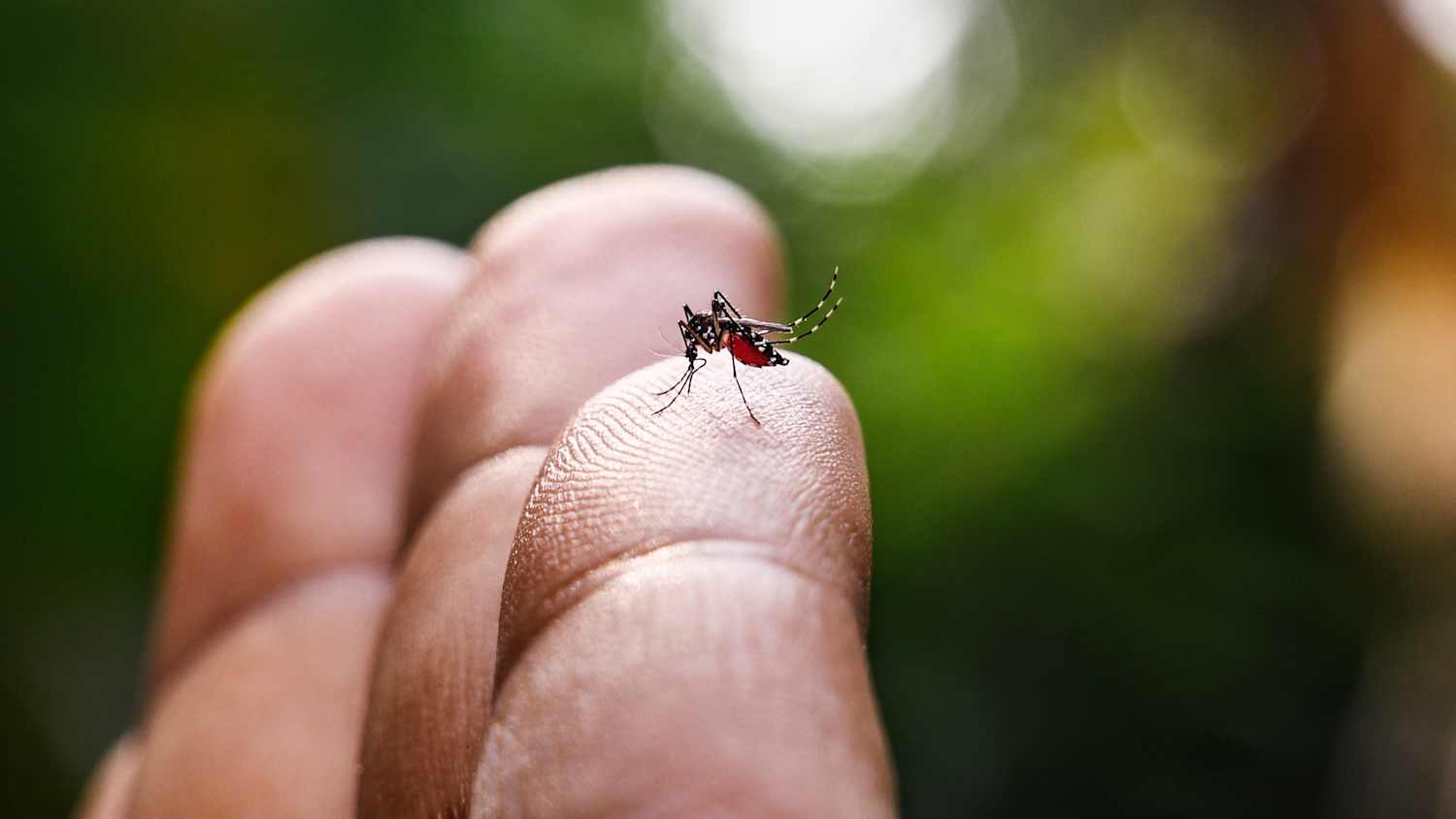 Eine Tigermücke sitzt auf dem Zeigefinger eines Menschen