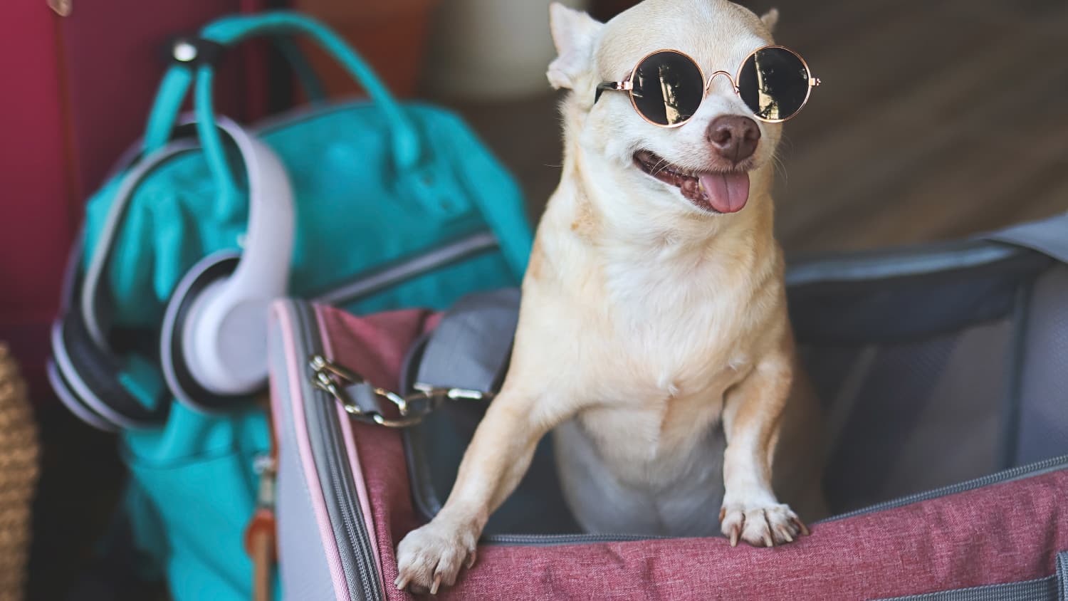 Porträt eines braunen Kurzhaar-Chihuahua-Hundes mit Sonnenbrille