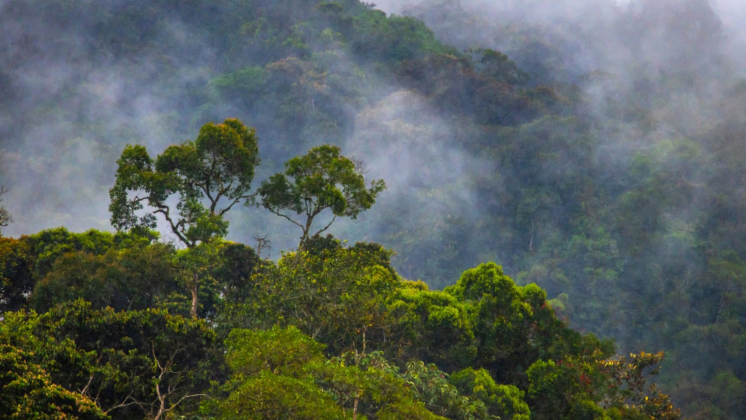 Nebel steigt über dem Ecuadorianischen Regenwald auf