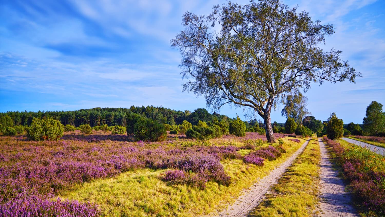 Wanderweg Heidschnuckenweg