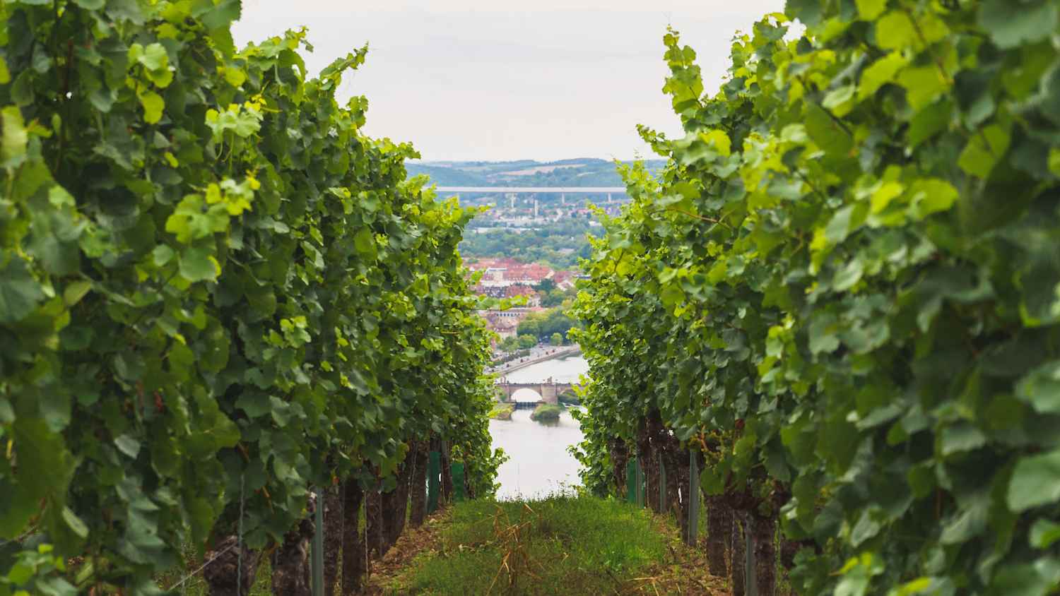 Ein Weinberg am Mainufer in der nähe von würzburg