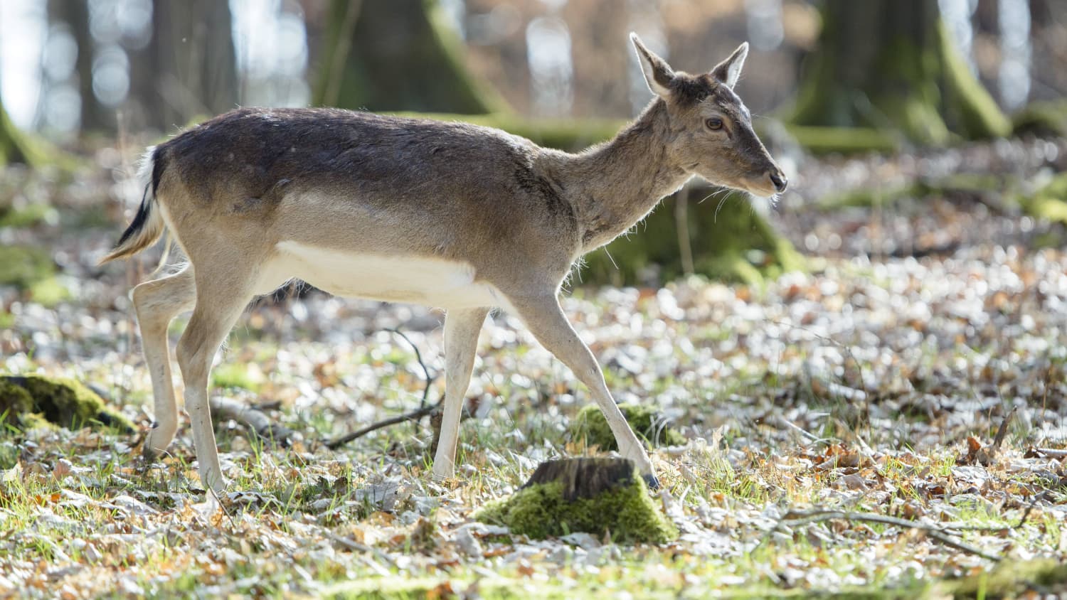 Ein junges Wildtier im Wildpark Allensbach am Bodensee