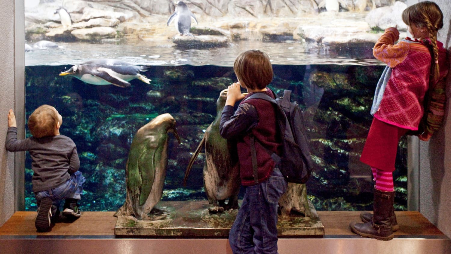 Kinder beobachen Pinguine im Aquazoo in Düsseldorf