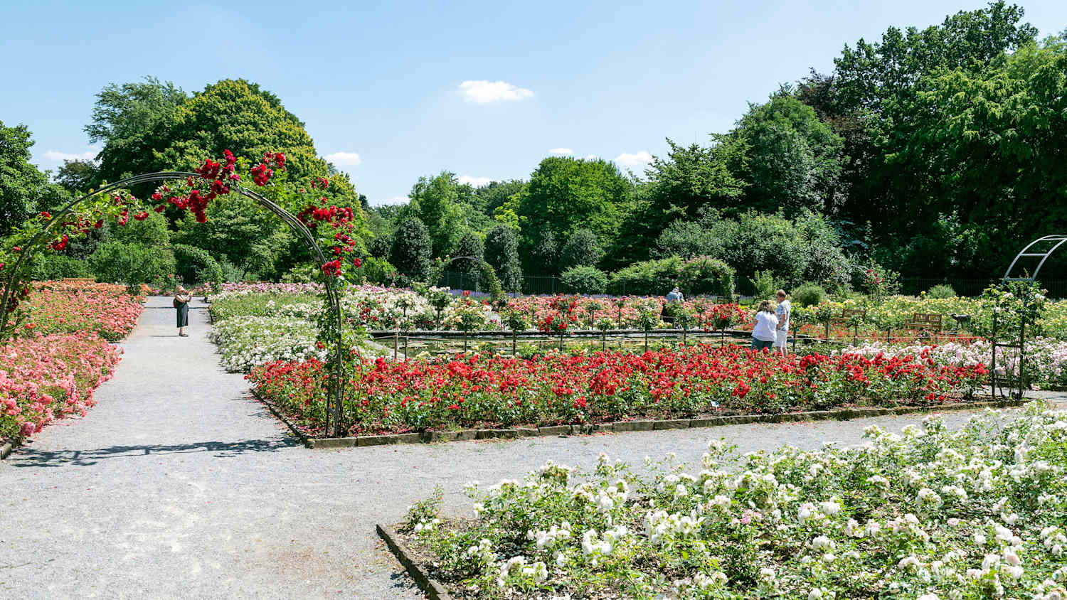 Rosen im Grugapark in Essen