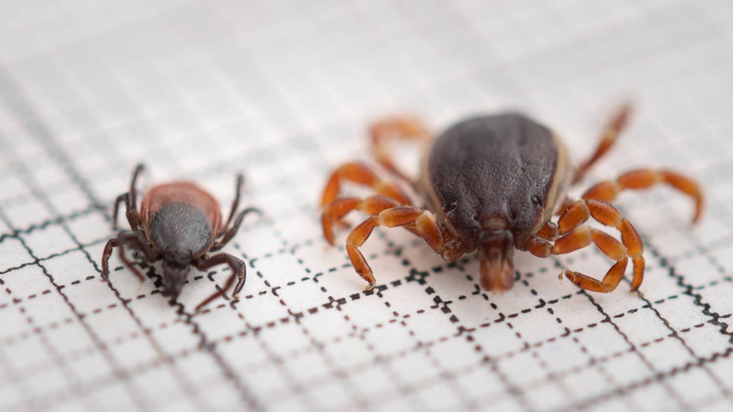 Eine Hyalomma rufipes Zecke liegt neben einer gemeiner Holzbock-Zecke suf einem Millimeterpapier