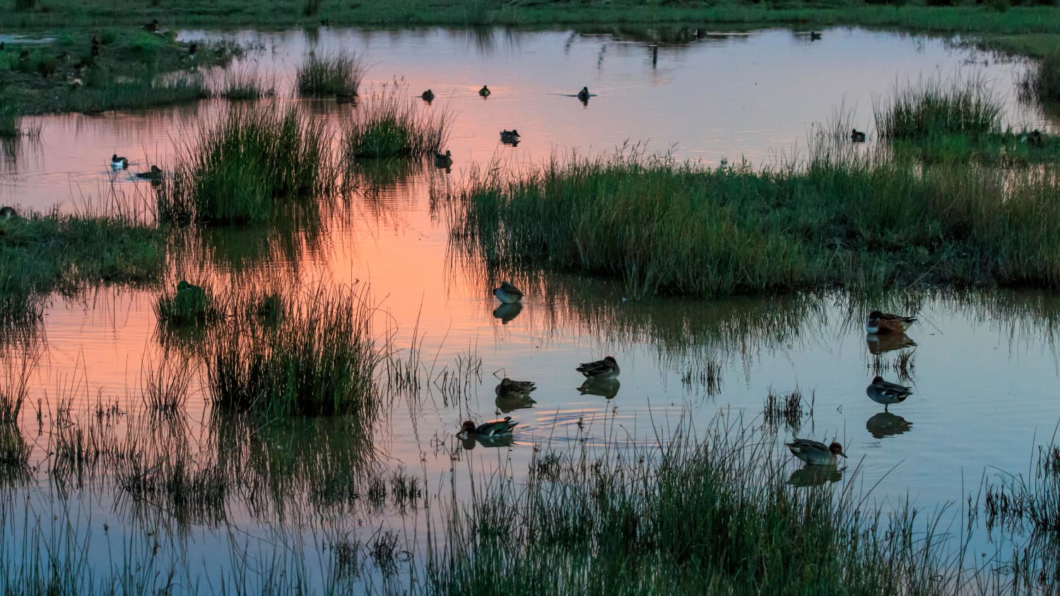 Vögel im SAlbuferete Nature Reserve auf Malloca
